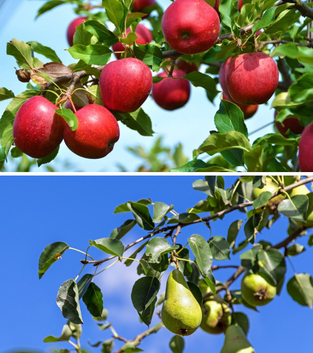 Click image for larger version  Name:	pear-apple-trees.jpg Views:	0 Size:	343.4 KB ID:	184701