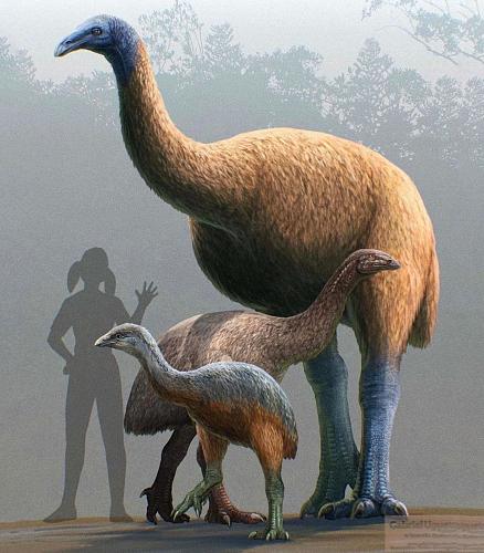 Click image for larger version

Name:	Moa.jpg
Views:	72
Size:	999,4 KB
ID:	208624