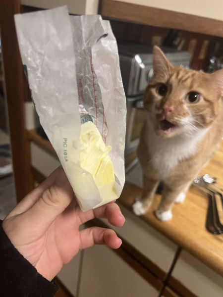 Click image for larger version  Name:	ButterCat.jpg Views:	0 Size:	169,0 KB ID:	211392