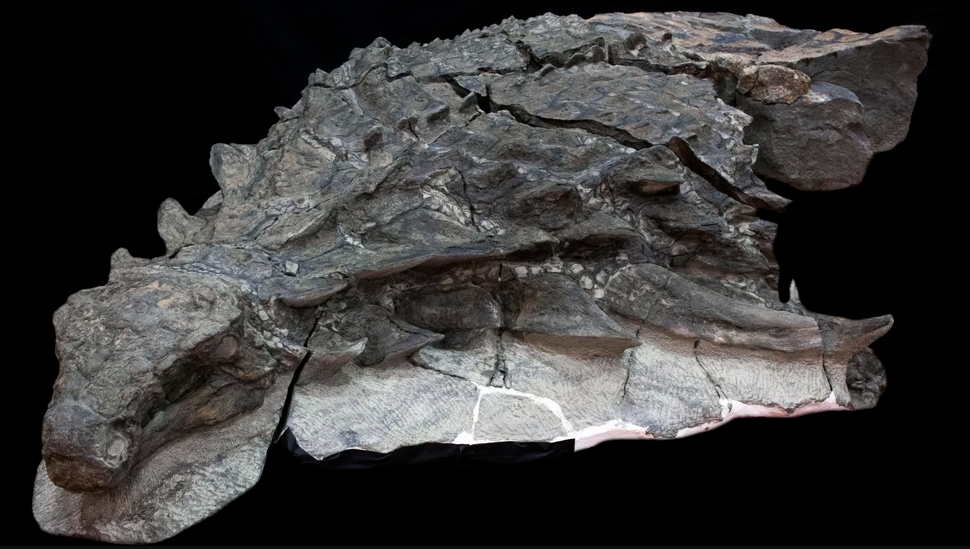 Click image for larger version

Name:	Borealopelta .png
Views:	0
Size:	662,4 KB
ID:	215210