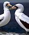 Click image for larger version

Name:	MaskedBoobies.jpg
Views:	446
Size:	32,2 KB
ID:	146919