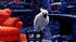 Click image for larger version

Name:	parrot-littlesportacus.jpg
Views:	411
Size:	81,4 KB
ID:	191581